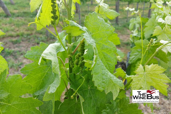 Private Irpinia Wine Tour from Sorrento with sommelier - Why Irpinia makes a good day trip from Sorrento