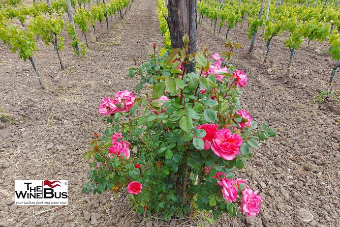Private Irpinia Wine Tour from Sorrento with sommelier - What six included glasses really mean