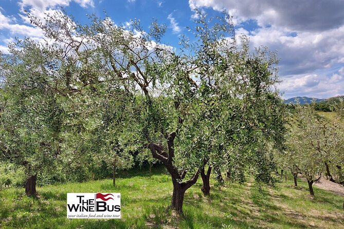Private Irpinia Wine Tour from Sorrento with sommelier - The real cost and the value of private travel