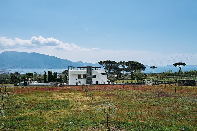 Private Pompeii Tour with Wine Tasting Experience - The private driver is part of the value