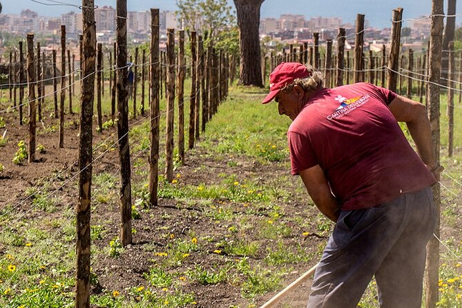 Private Pompeii Tour with Wine Tasting Experience - Who should book this Pompeii day?