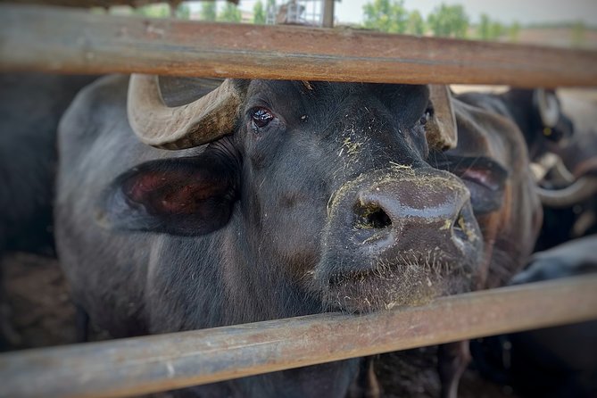 Private Tour from Sorrento/Positano to Paestum and Mozzarella tour - Barlotti buffalo farm and the mozzarella stop