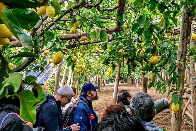 Private Tour: The Path of the Lemons - A Working Coast, Not Just a Pretty View