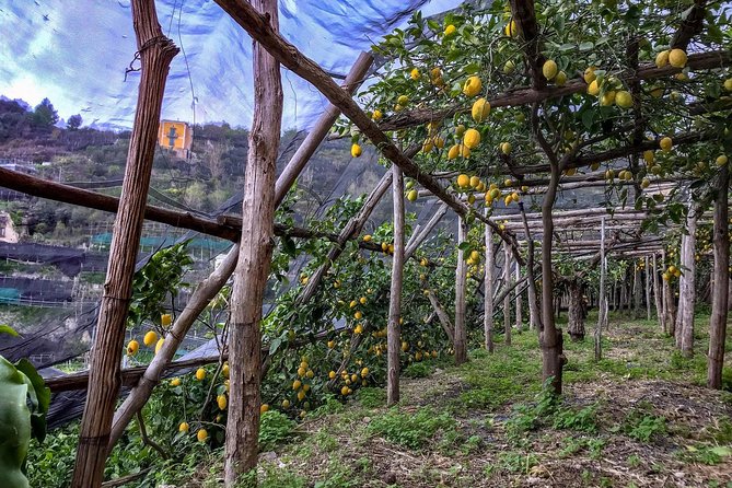 Private Tour: The Path of the Lemons - Sorting Out the Meeting Point Before You Go