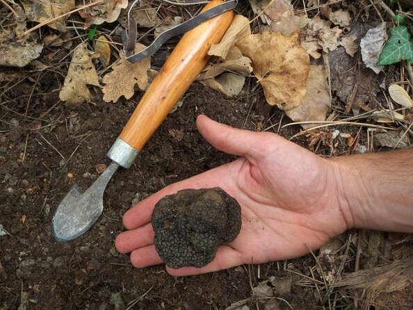 Private Tour: Truffle-Hunting Experience from Sorrento with Lunch - Key points to know before booking