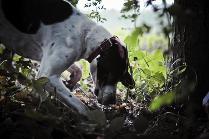 Private Tour: Truffle-Hunting Experience from Sorrento with Lunch - From Sorrento to the Picentini mountains