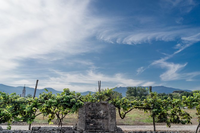 Seafood Lunch & Wine Tasting with Scenic Golf Cart Tour - The Four Courses: Seafood With Garden Produce