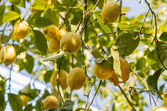Sorrento Ape Tour, Lemon Garden, Mozzarella Show & Pizza Class - Timing, meeting point, and cancellation
