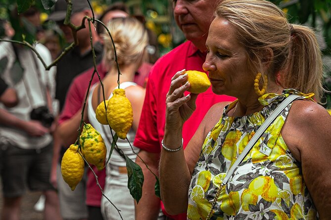 Sorrento Ape Tour, Lemon Garden, Mozzarella Show & Pizza Class - The Ape Calessino ride to Il Turuziello