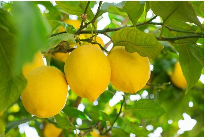 Sorrento: at the Vivaio by E-Bike with Limoncello Tasting - Key points to know before booking