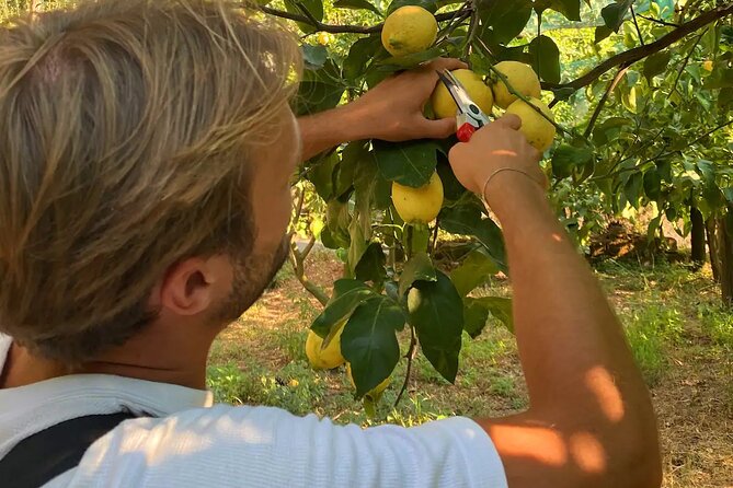 Sorrento: Authentic Lemon Experience at a Farm with Tastings - Making lemonade from the fruit you pick