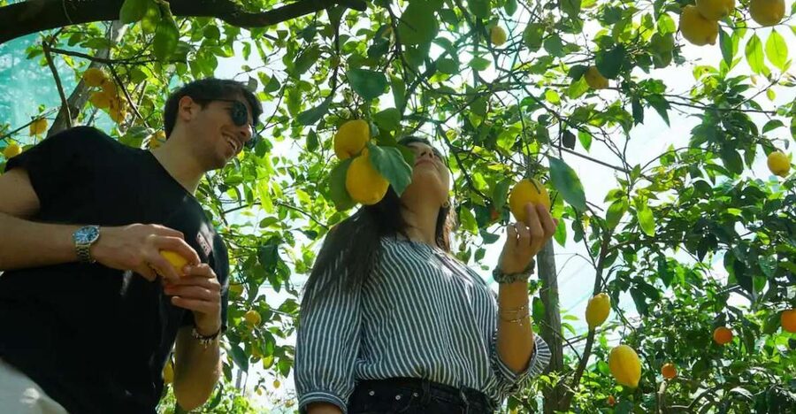 Sorrento: Authentic Lemon Experience in a Farm with Tastings - Key points at a glance