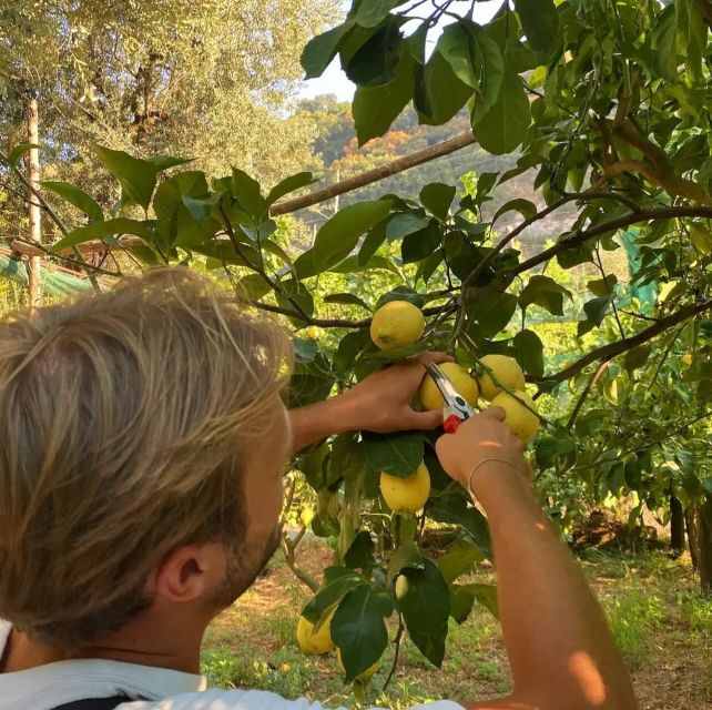 Sorrento: Authentic Lemon Experience in a Farm with Tastings - Why a Sorrento lemon farm is worth your time