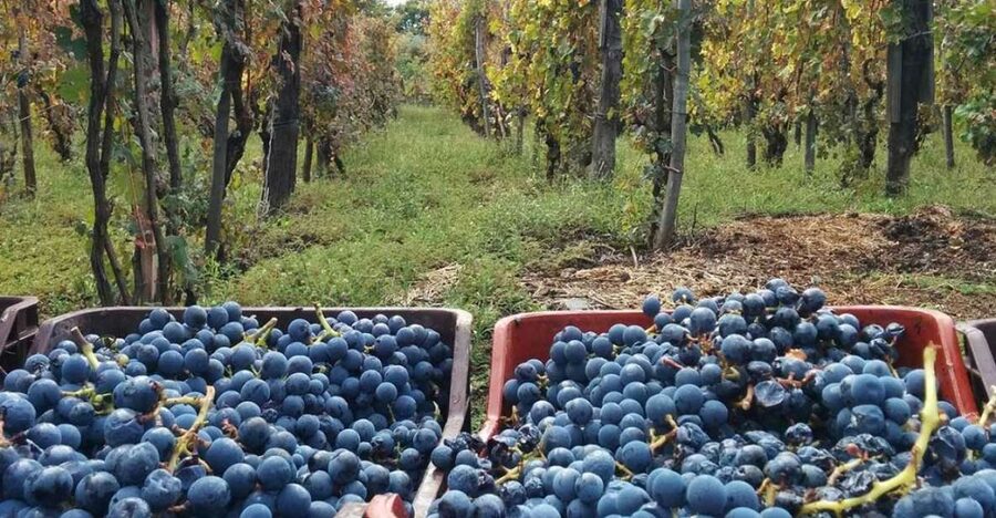 Sorrento: Family Farm Experience with Lunch - Leaving Sorrento for the family farm