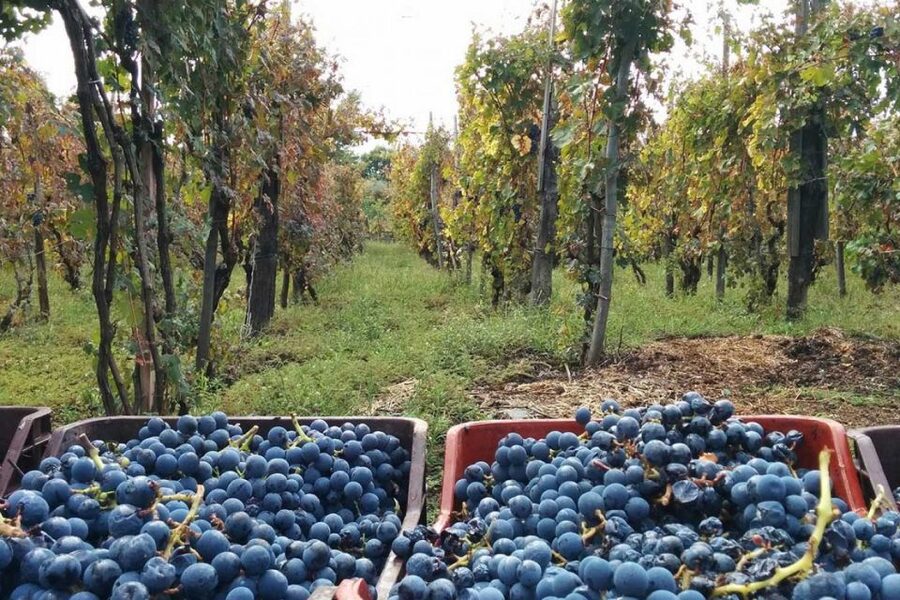 Sorrento: Family Farm Experience with Lunch - Learning how the farm makes its food