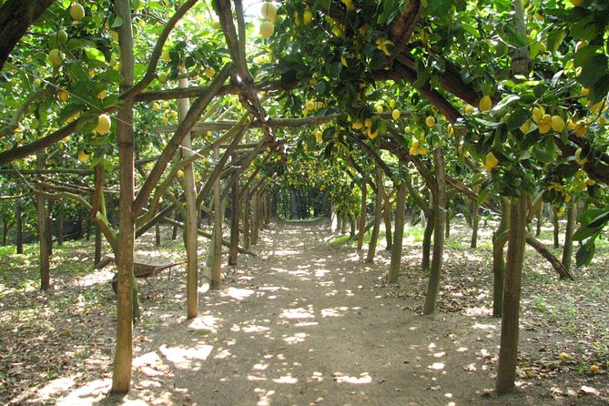 Sorrento Farm and Food Experience including Olive Oil, Limoncello, Wine tasting - Key details at a glance