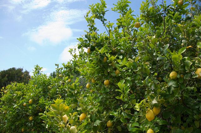 Sorrento farm by tuk tuk: pizza,limocello and cheese tasting - Key things to know before you book