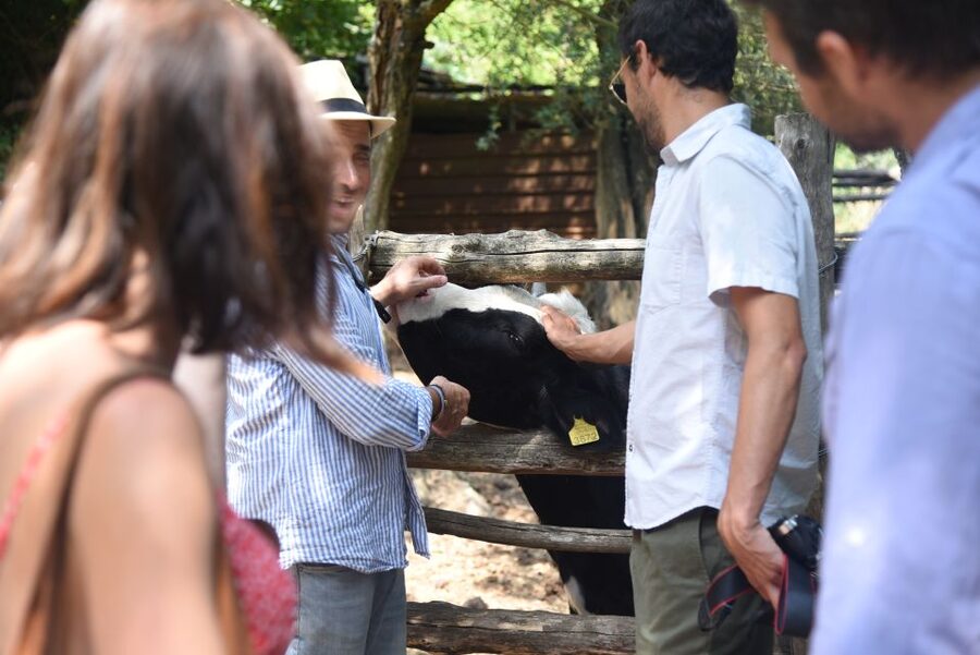 Sorrento: Farm Tour with Cheese Tasting & Pizza Making Class - Watching mozzarella and caciotta take shape