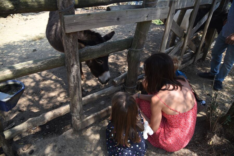 Sorrento: Farm Tour with Cheese Tasting & Pizza Making Class - Value, timing, and practical limits