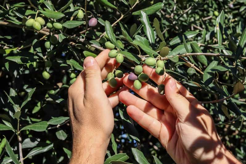Sorrento: Guided Olive Mill Visit with Tastings - Key points to know before you book