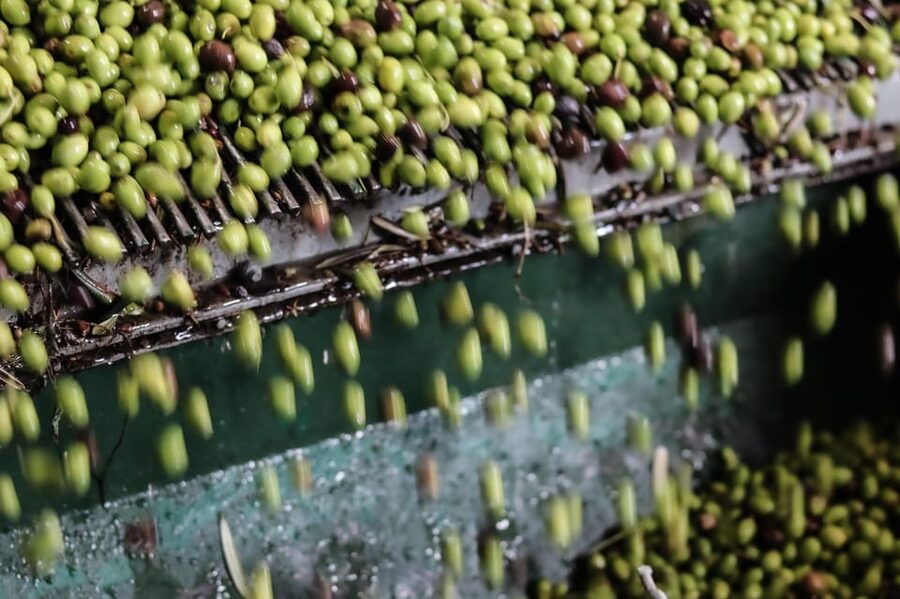 Sorrento: Guided Olive Mill Visit with Tastings - Walking among old olive trees