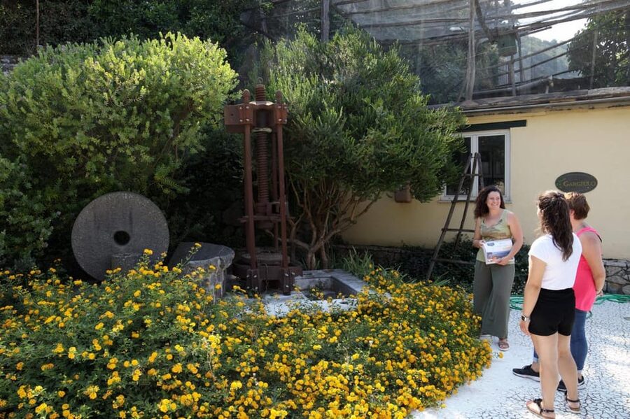 Sorrento: Guided Olive Mill Visit with Tastings - Pickup from Sorrento keeps the outing simple