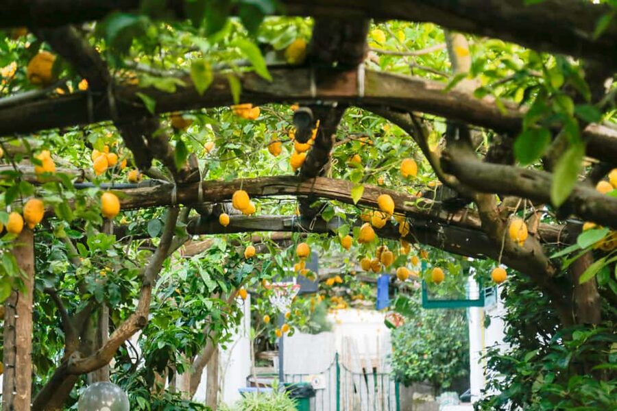 Sorrento: Guided Walking Tour & Street Food Experience - What the three-hour pace feels like