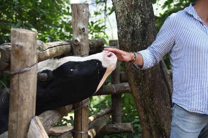 Sorrento Half-Day Farm Experience: Pizza, Cheese Making and Wine - Cheese making with mozzarella, ricotta, and caciottine