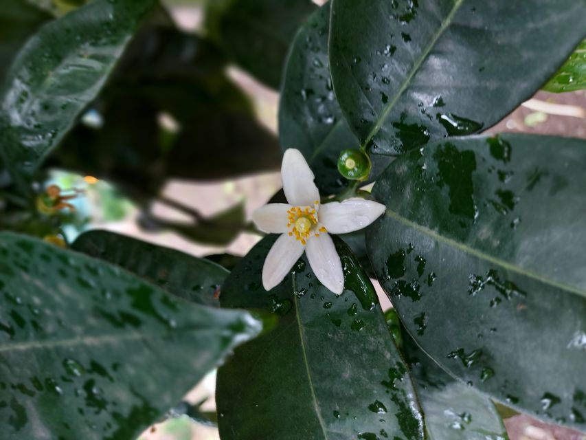 Sorrento: Lemon Garden Tour with Marmalade Tasting - Key points at a glance