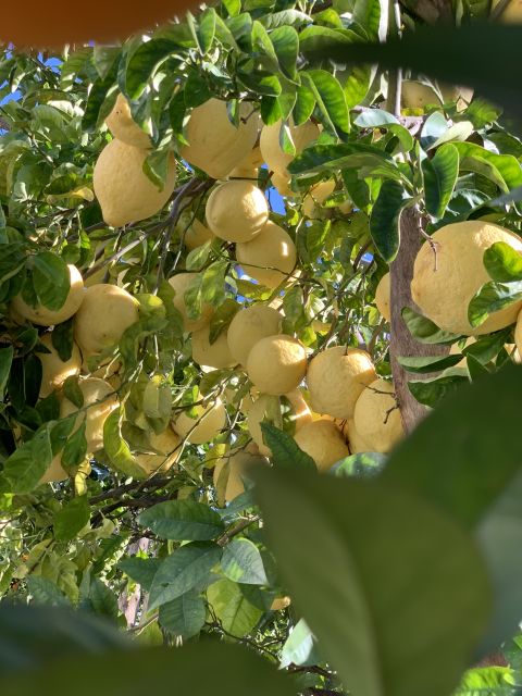 Sorrento: Lemon Garden Tour with Marmalade Tasting - Why Sorrento’s lemon groves matter