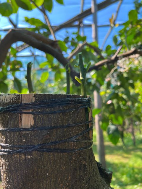 Sorrento: Lemon Garden Tour with Marmalade Tasting - Lunch and dinner options