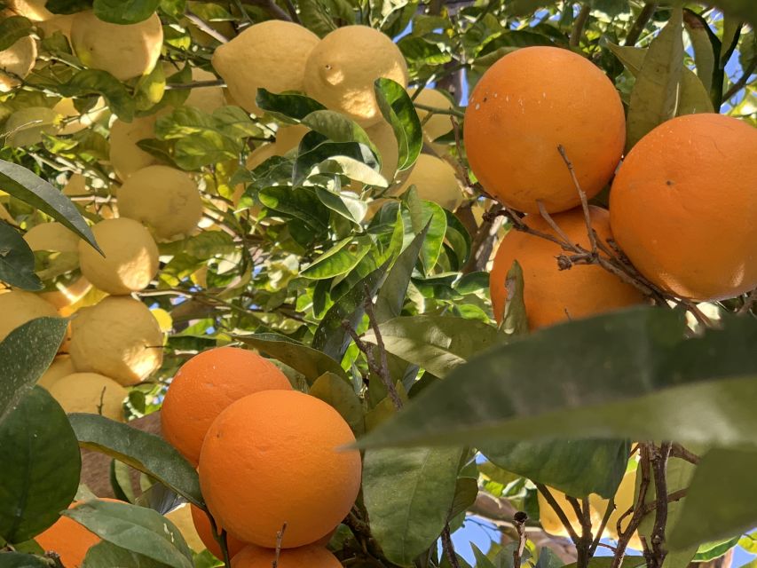 Sorrento: Lemon Garden Tour with Marmalade Tasting - Timing your visit in Sorrento