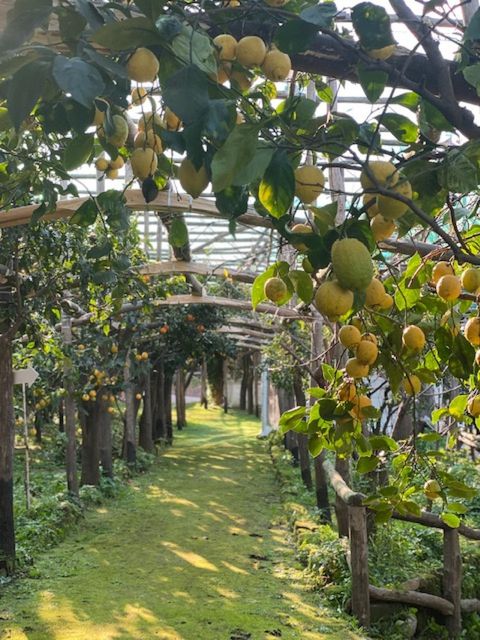 Sorrento: Lemon Garden Tour with Marmalade Tasting - Walking through La Limonaia