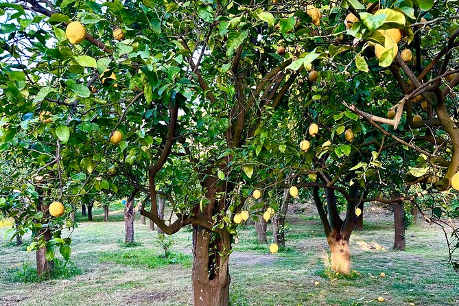 Sorrento Lemon Grove Experience with Local Product Tasting - Who will enjoy La Limonaia most