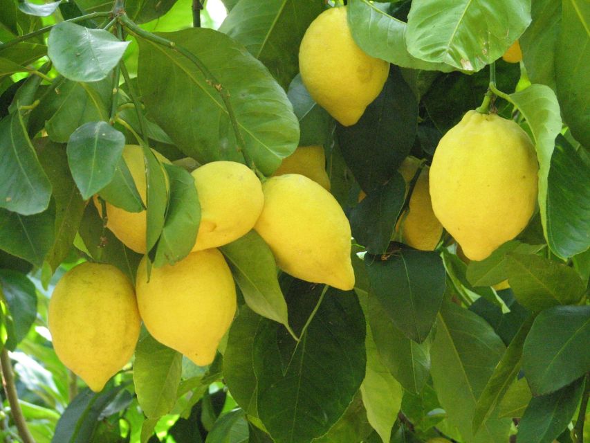 Sorrento: Lemon, Olive Oil and Wine Tasting Tour with Lunch - Key points to know before booking