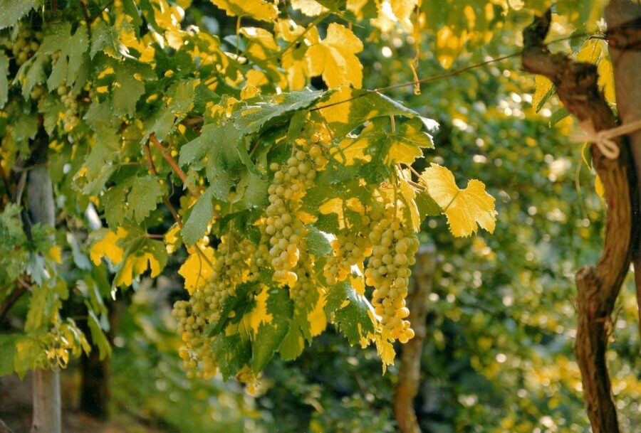 Sorrento: Lemon, Olive Oil and Wine Tasting Tour with Lunch - Why this farm visit feels different from a standard tasting