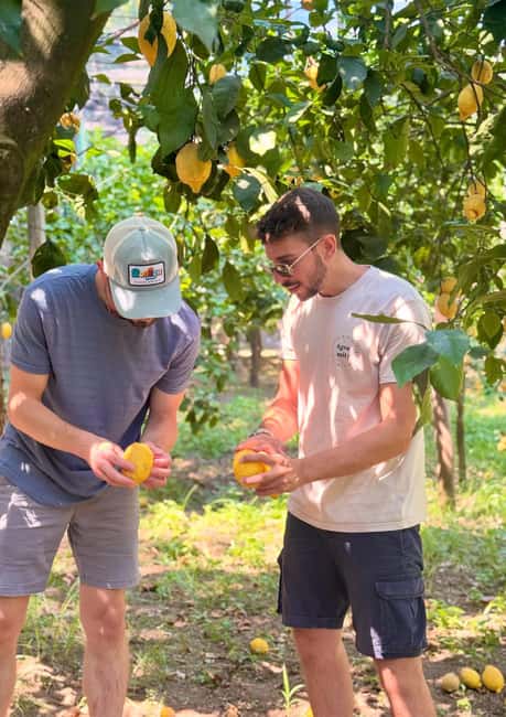 Sorrento: Lemon Picking & Tasting Tour - Why picking the lemons matters