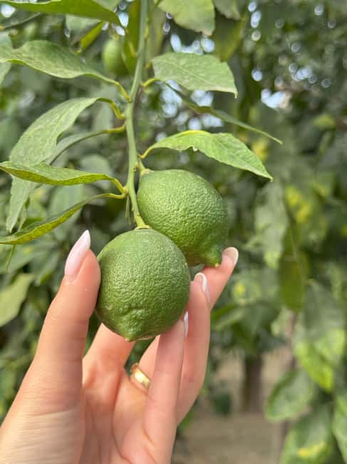 Sorrento: Lemon Picking & Tasting Tour - Learning the story behind Sorrento citrus