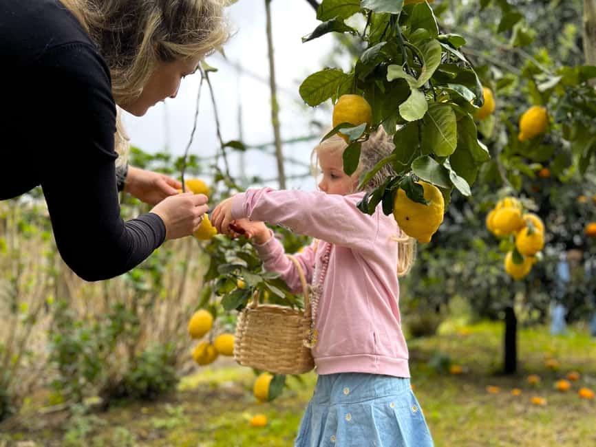 Sorrento: Lemon Picking & Tasting Tour - Marmalade, citrus, and a limoncello toast