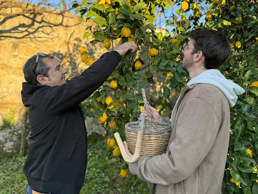 Sorrento: Lemon Picking & Tasting Tour - Who will enjoy this orchard visit