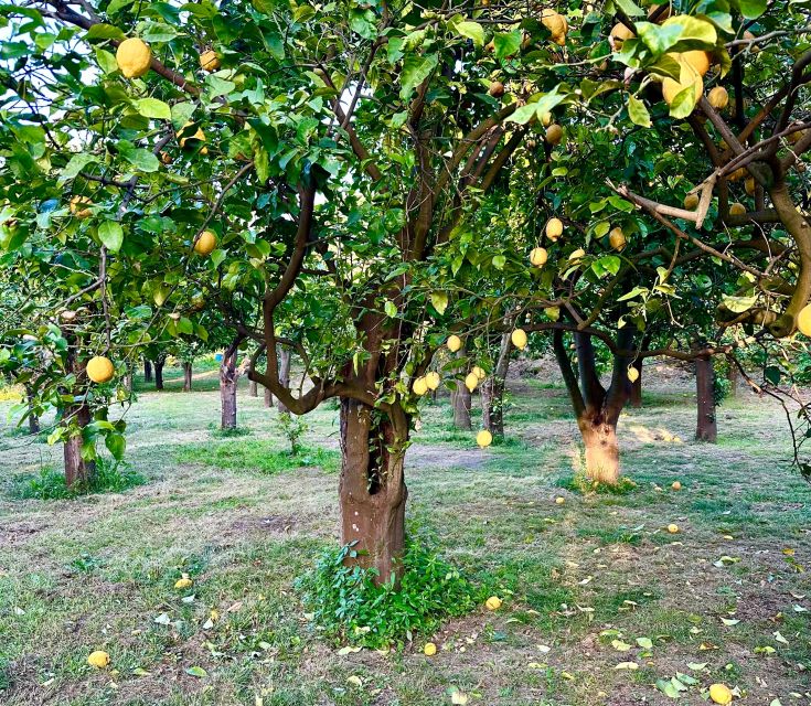 Sorrento Lemon Tour - Key points at a glance