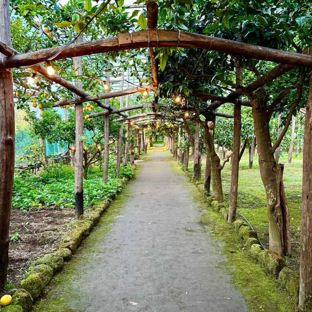 Sorrento Lemon Tour - Inside the traditional lemon garden