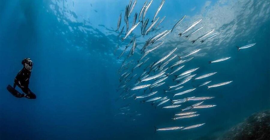 Sorrento: Snorkeling morning tour with a Marine Biologist. - The second one-hour water session