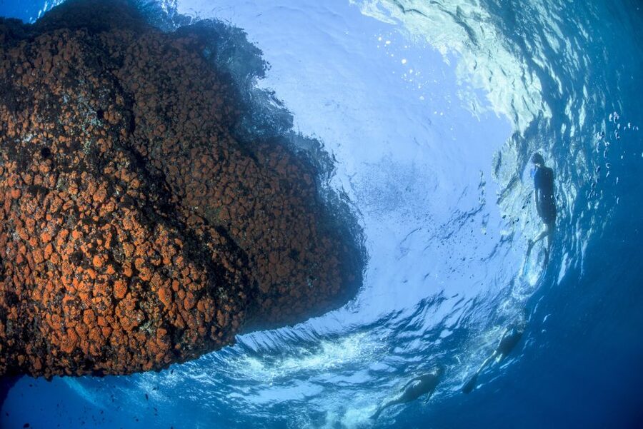 Sorrento: Snorkeling morning tour with a Marine Biologist. - Why the marine biologist matters