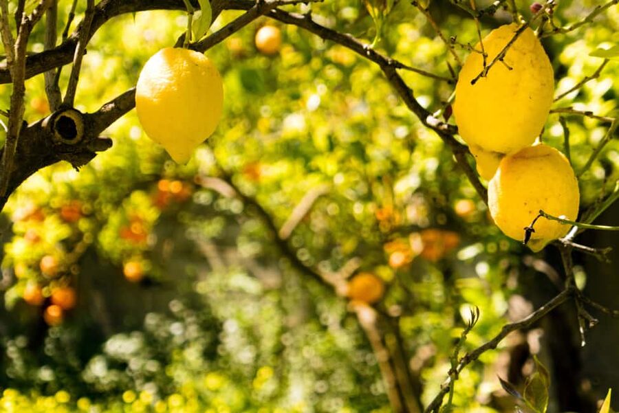 SORRENTO: Sunset Limoncello Making After-Dinner Experience - Why the short format works, and where it falls short