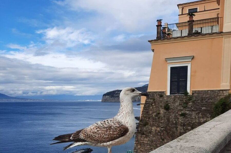 Sorrento: walking in the Grand Tour with stunning landscapes - Limoncello at Giardini di Cataldo