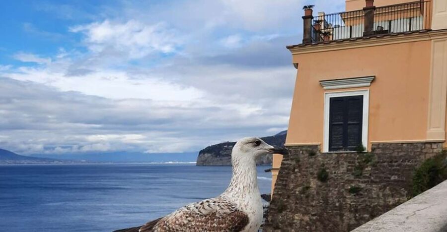 Sorrento: walking in the Grand Tour with stunning landscapes - Starting at Bellevue Syrene or Piazza Tasso