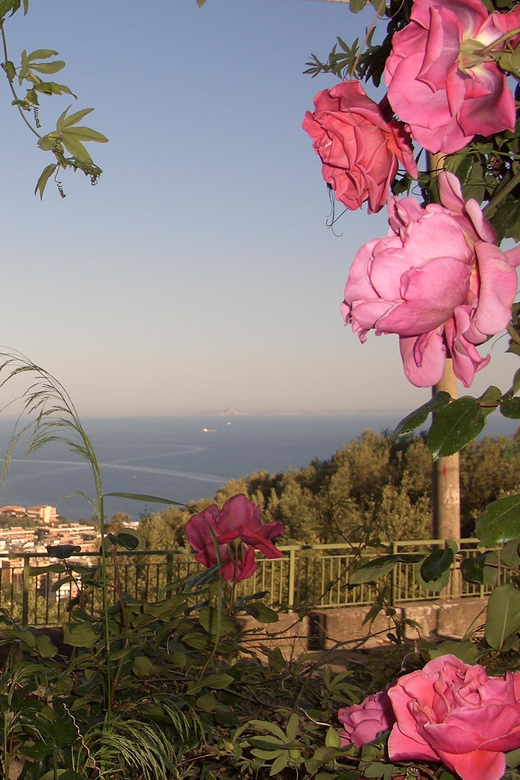 Sorrento: Walking Tour in Lemon Garden w/ Food Tasting - The Olive Mill and Cold-Pressed Oil