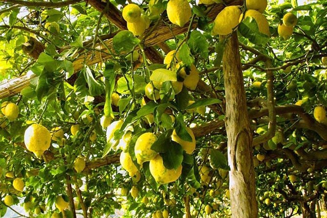 Sorrento Walking Tour & Limoncello Tasting - Il Vallone dei Mulini gives the tour its mood