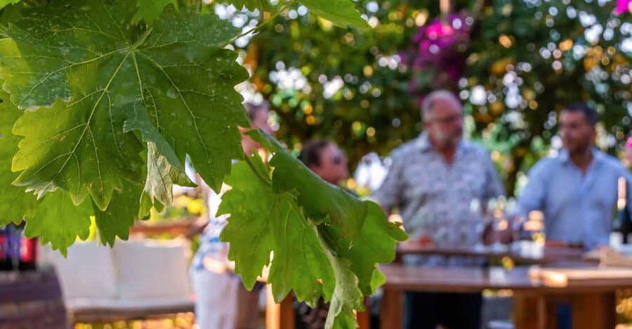 Sorrento: Wine Tasting Overlooking the Sea in a Lemon Grove - A farmhouse tasting among Sorrento lemon trees